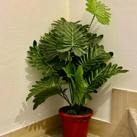 בית הארחה Cristina's House 3*